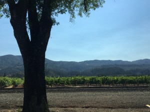 Vineyards as far as the eye could see